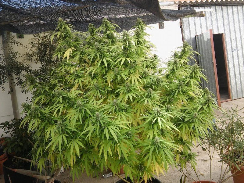 Mujica Gold cannabis plant grown outdoors