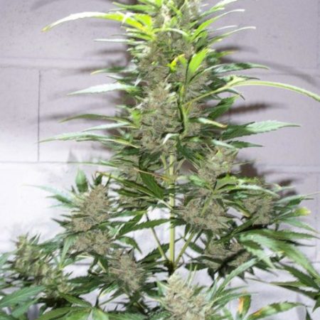 CREATIVE AUTO feminized autoflowering marijuana seeds