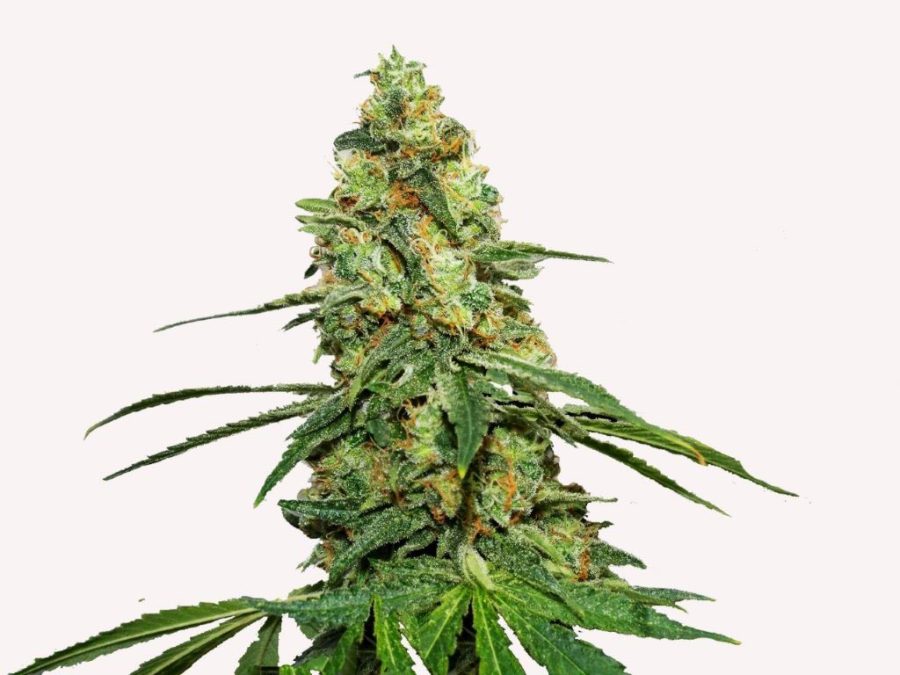 Planta de maconha DIESEL HERER