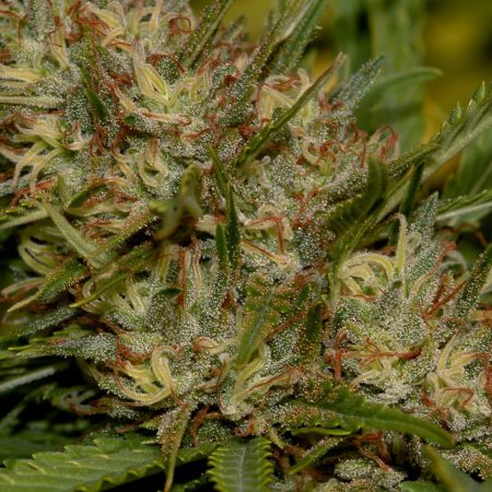 FRUTILLA HAZE feminized cannabis seeds