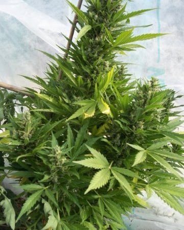 GANGSTER AUTO feminized autoflowering cannabis seeds