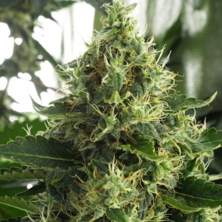 Cannabis plant variety MUJICA GOLD of KETAMA SEEDS