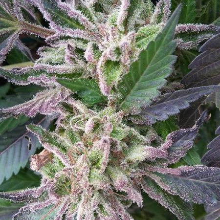 Cannabis plant of the CRITIKUSH strain