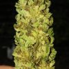 CRITICAL KUSH Sementes de cannabis feminizadas CRITIKUSH